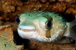 Happy looking balloonfish. Very common in the Sea of Cortez. by Kurt Schurenberg 
